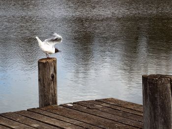 Blurred motion of black-headed gull perching on wooden post in lake