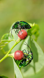 Close-up of ladybug on fruit