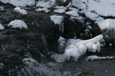 White heron on snow covered shore