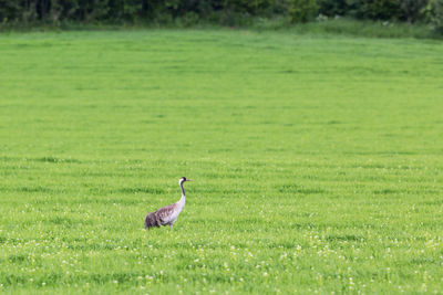 Crane on a grass meadow