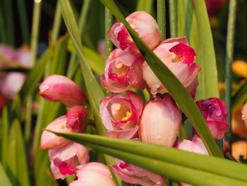 Close-up of pink tulips