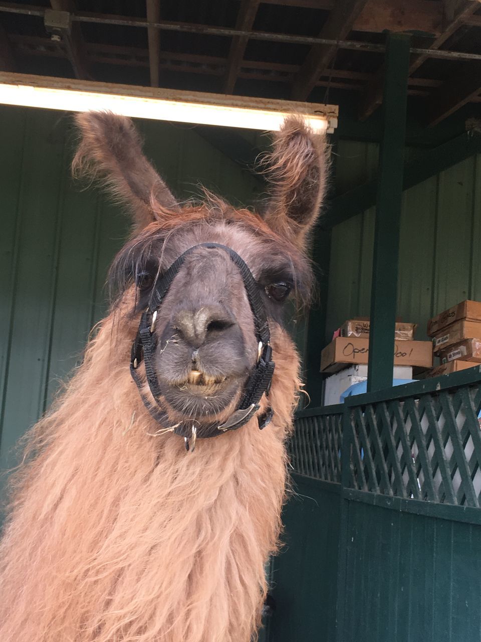 animal, mammal, animal themes, one animal, domestic animals, pets, domestic, vertebrate, livestock, animal body part, animal head, no people, looking at camera, animal wildlife, close-up, indoors, brown, horse, day, stable, animal pen, herbivorous, animal nose