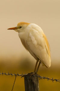 Close-up of bird perching on wooden post