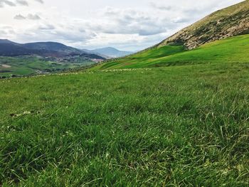 Scenic view of grassy field against sky