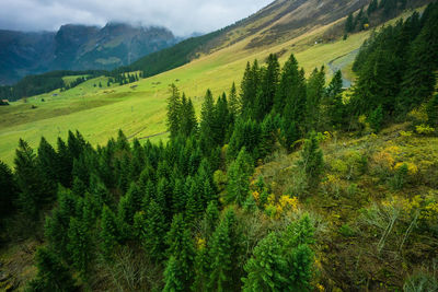 Scenic view of forest