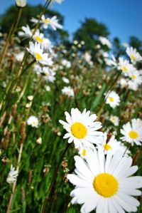 Close-up of white daisy flowers blooming in field