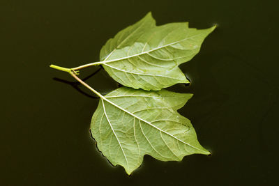 Leaves on dark water surface close - up view