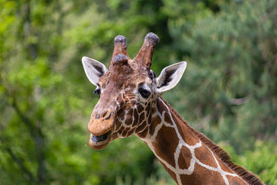Close-up of giraffe