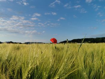 Scenic view of wheat field against sky