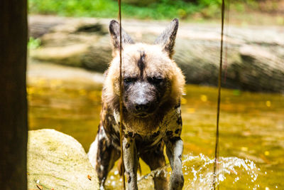 Portrait of dog in water