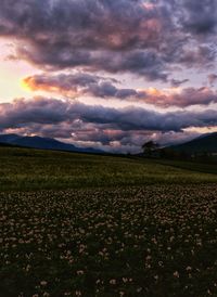 Scenic view of field against sky during sunset