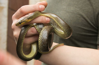 Close-up of hand holding snake