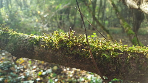 Close-up of plants against blurred background