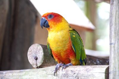 Colorfull parrot looking away
