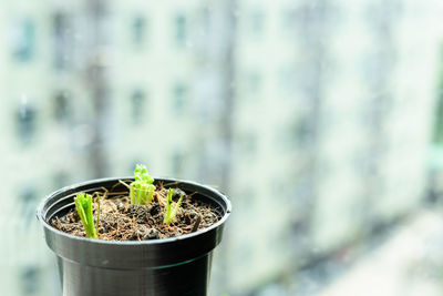 Close-up of potted plant