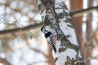 Close-up of a bird on a tree