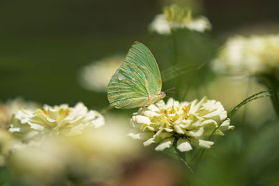 Close-up of butterfly pollinating on flower