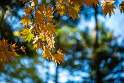 Low angle view of maple leaf on tree