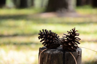 Little pine cone