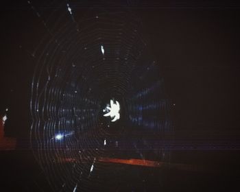 Close-up of spider on web at night