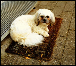 Dog lying down on tiled floor