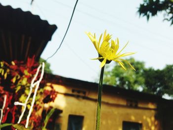 Low angle view of yellow flowering plant against sky