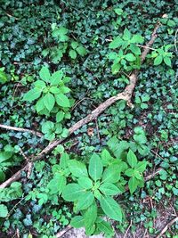 High angle view of plant growing on field