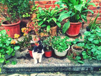 Potted plants in backyard