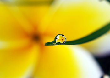 Macro shot of water drops on yellow leaf