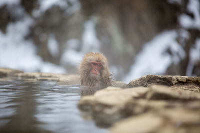 Monkey on the ground