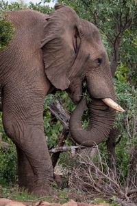 indian elephant