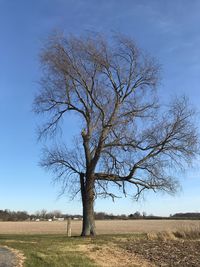 Bare tree on field against clear sky