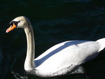 Swan swimming in lake