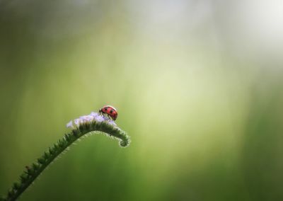 Close-up of ladybug on plant