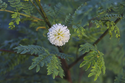 A flower from the round and beautiful mimosa pudica tree.