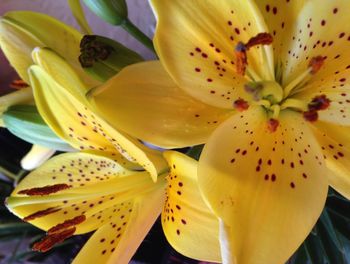 Close-up of yellow flower