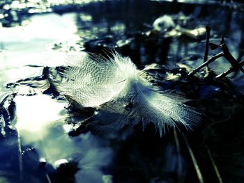 Close-up of turtle in water