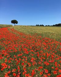 Red flowers on field against clear sky