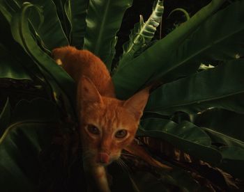 Close-up portrait of a cat