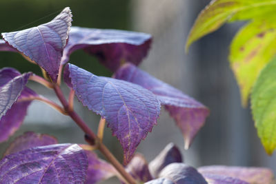 Close-up of purple flowering plant leaves