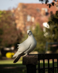 Close-up of bird perching on railing