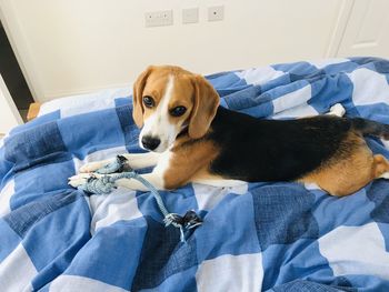 Portrait of dog resting on bed at home