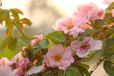 Close-up of pink cherry blossoms in spring