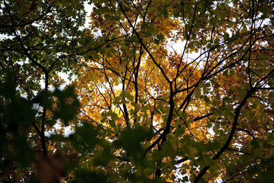 Low angle view of trees against sky