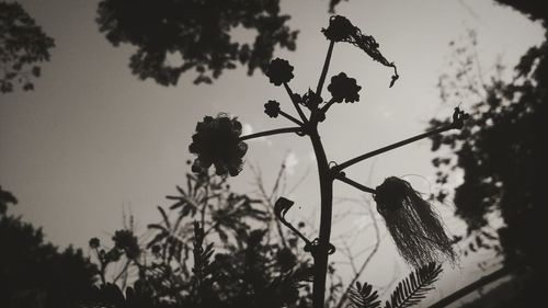 Low angle view of silhouette tree against sky