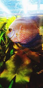 Close-up of fish swimming in sea