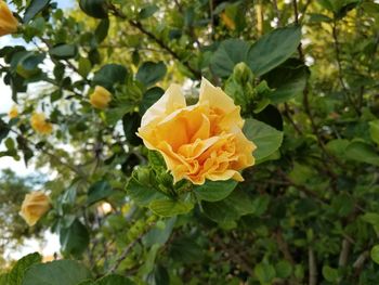 Close-up of yellow flowers blooming outdoors