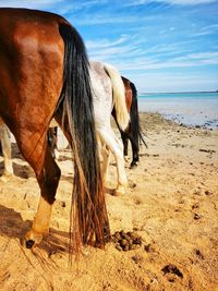 Horse standing on beach