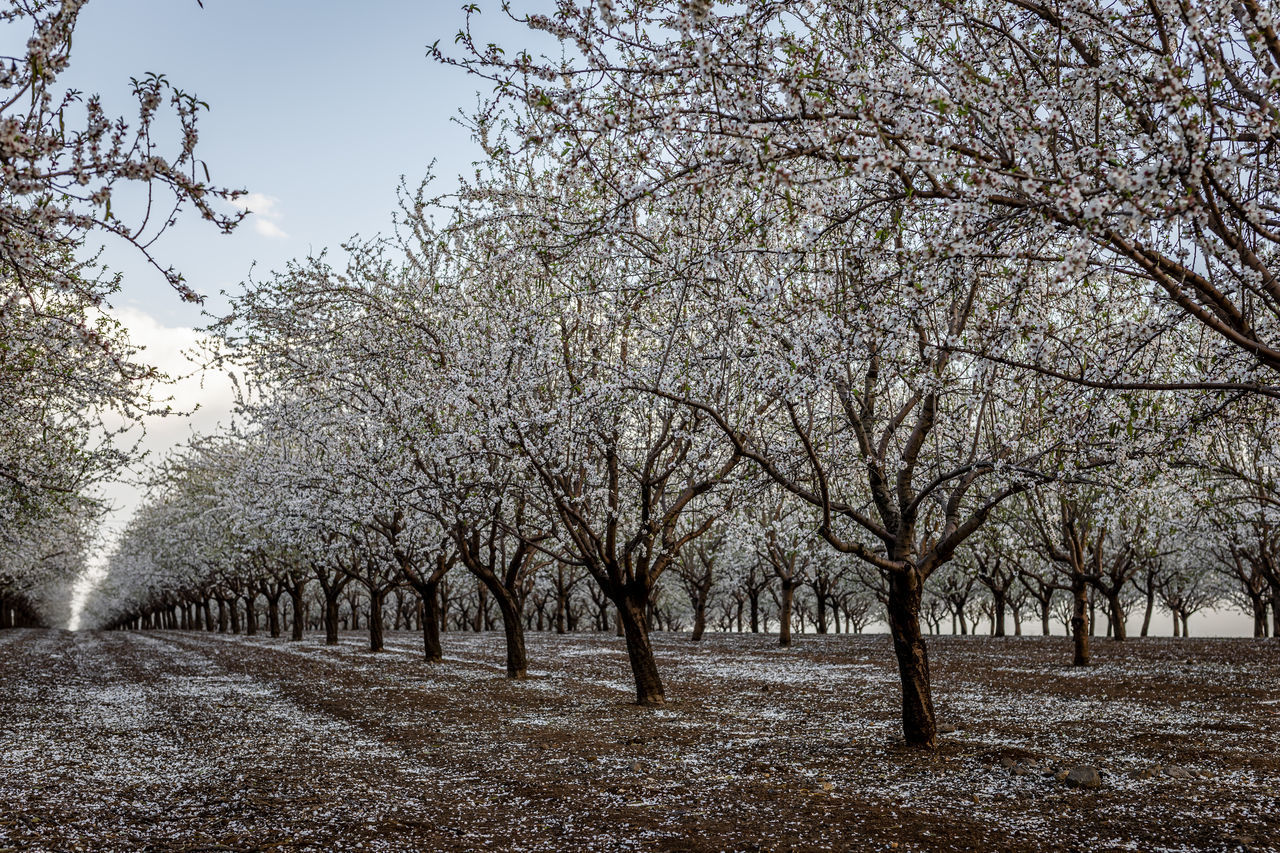 TREES ON FIELD