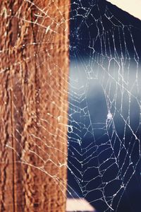 Close-up of spider web